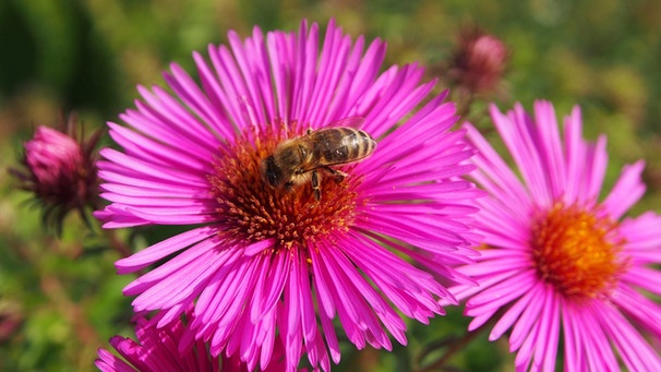 Auf einer Aster sitzt eine Honigbiene - Schnecken mögen keine Astern. | Bild: mauritius images / Pitopia / Dietrich Leppert