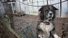 Hund im verdreckten Zwinger auf einem Tiermessie-Hof. | Bild: Aktion Tier - Menschen für Tiere e.V./Ursula Bauer