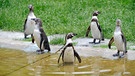 Humboldt-Pinguine im Tierpark Berlin. | Bild: rbb/Niels Leiser