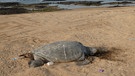 Salzwasserhippos und grüne Meeresschildkröten vor der westafrikanischen Küste | Bild: BR; Georg Bayerle