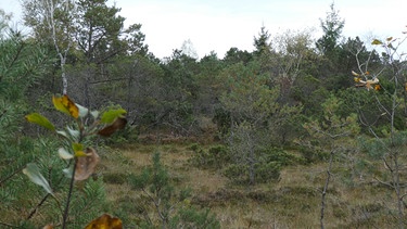 Torfabbau im Hochmoor am Rande des Chiemsees bei Grassau | Bild: BR; Georg Bayerle