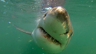 Weißer Hai unter Wasser. | Bild: BR/NDR/Vincent TV GmbH