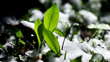 Blätter im Schnee | Bild: Picture alliance/dpa
