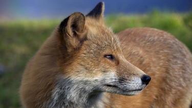 Ein Rotfuchs auf der Jagd. | Bild: BR/Discovery Channel/WDR