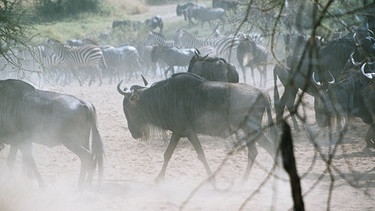 Gnu- und Zebraherden auf ihrer endlosen Wanderung. | Bild: BR