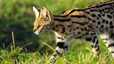 Ein lauerndes Serval-Weibchen auf der Jagd. Die Katzen orientieren sich vor allem an Geräuschen im Gras. | Bild: NDR/NDR Naturfilm/doclights/Reinhard Radke