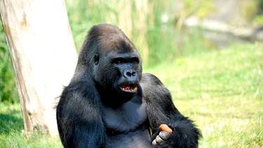 Allerlei Tricks wendet der clevere Gorilla-Mann Ivo an, wenn es darum geht, so viele Futterpellets wie möglich aus Metallröhren zu fummeln. | Bild: rbb/Thomas Ernst