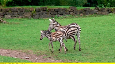 Zebrafohlen Lucia aus dem Opel Zoo Kronberg darf endlich raus auf die große Afrika-Savanne. | Bild: HR