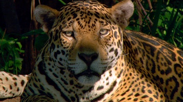 Jaguare sind kräftige und gerissene Jäger, die sich anschleichen und vor allem auf das Überraschungsmoment vertrauen. | Bild: NDR/NDR Naturfilm/Light & Shadow GmbH