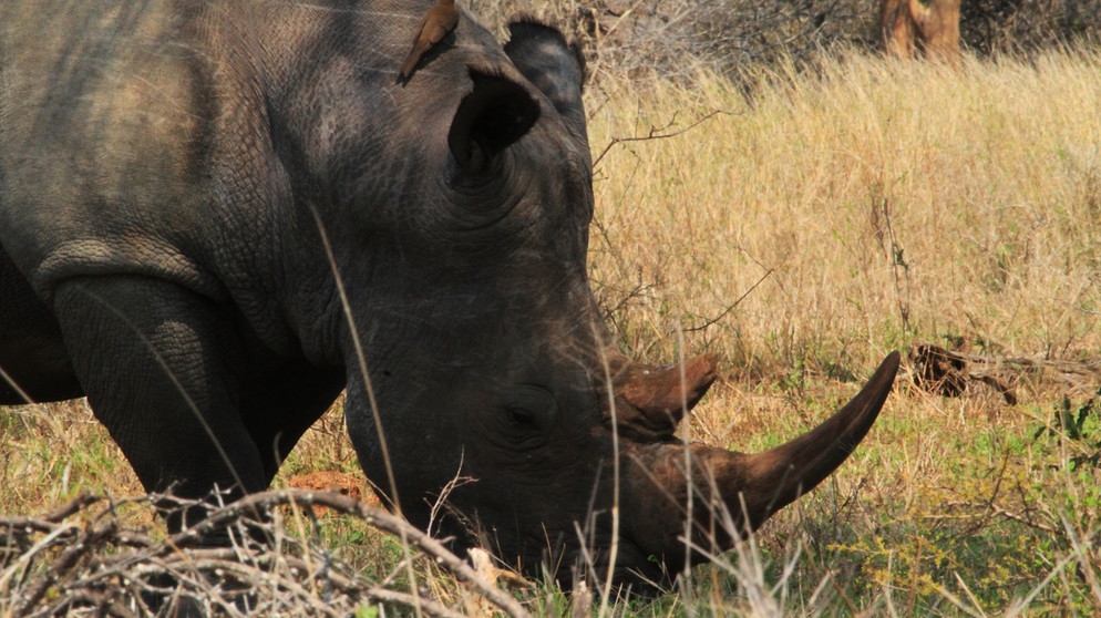 Ein Rhinozeros. | Bild: BR/Udo A. Zimmermann