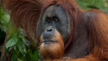 Ein freilebender Orang-Utan in Sumatra. | Bild: BR/Sumatra Orangutan Conservation Program/Alain Compost