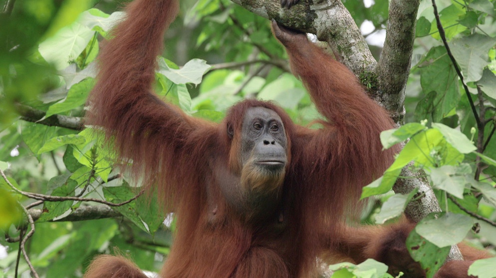 Gober, die Orang-Utan-Mutter, kann nicht verstehen, dass ihr Sohn Ganteng am Tag der Freilassung so lange zögert, umgehend mit ihr im Dschungel von Sumatra zu verschwinden. | Bild: BR/tigerbaby.tv