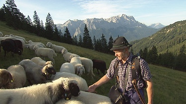 Die 480 Schafe auf der Stepbergalm weiden weit verstreut. Das sind oft beschwerliche Wege für Schäfer Hermann Ostler. | Bild: BR