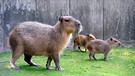 Wasserschwein mit Nachwuchs im Zoo Berlin. | Bild: rbb/Thomas Ernst