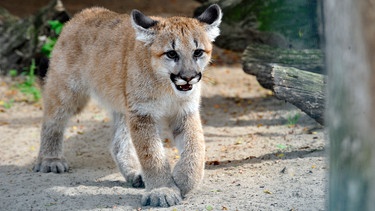 Das Montana-Puma-Junges Missoula im Tierpark Berlin. | Bild: RBB/Thomas Ernst