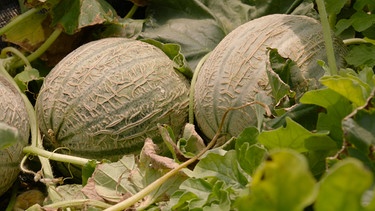 Melonen | Bild: BR/  Marion Heinz