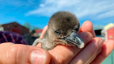 Auch bei den Brillenpinguinen ist Nachwuchs da. Die entwickeln sich prächtig und verdoppeln ihr Startgewicht – so wie sich das für Pinguine gehört – schon in der ersten Lebenswoche. | Bild: NDR/Doclights 2021