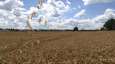 Ein Weizenfeld in Feldmoching. | Bild: BR