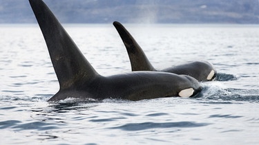 Zwei männliche Orcas schwimmen nebeneinander. | Bild: BR/NDR/Terra Mater/Gretchen Freund