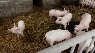 Ferkel auf dem Hof von Bioschweinehalter Wimmer in Pfarrkirchen. | Bild: BR