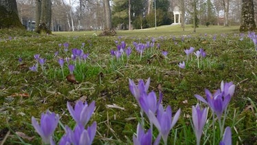 Frühlingserwachen im Stadtpark von Kaufbeuren | Bild: BR/Dr. Michael Zehetmair