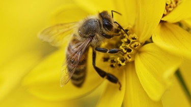 Mädchenauge mit Biene | Bild: icture alliance/dpa