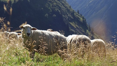 Schafe auf der Linkersalpe. | Bild: BR/Angelika Vogel