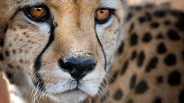 Geparde brauchen große Territorien um zu überleben. Wildschutzgebiete werden zunehmend eingezäunt, die größte Gefahr für die Tiere ist daher Inzucht. | Bild: NDR/doclights/Silverback Films 2015/Ellen Husain