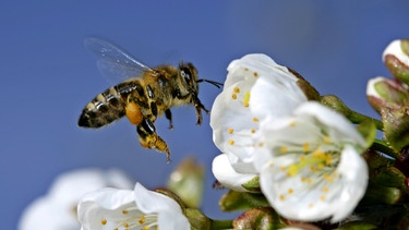 Eine Honigbiene an Apfelblüten. | Bild: BR/Steffen Sailer