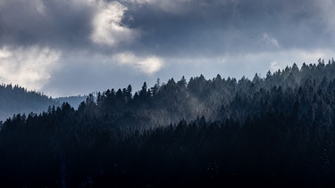 Dunkler Wald | Bild: Picture alliance/dpa