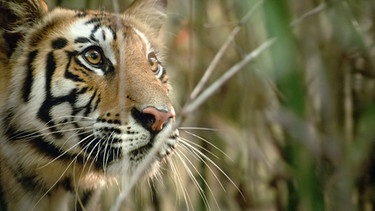 Wie auch kleine Stubentiger, pirschen sich Tigerjunge an alles an, was sich bewegt. Perfektes Training, um sich später fast lautlos ihrer Beute zu nähern. | Bild: BR/NDR/Silverback Films 2015