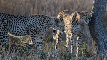Geparden in der Serengeti. | Bild: BR/Udo A. Zimmermann