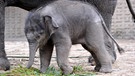 Elefanten-Jungtier Anchali im Zoo Berlin. | Bild: RBB/Thomas Ernst