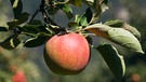 Ein Apfel häng an einem Baum in einer Apfelplantage in Südtirol. | Bild: picture alliance / imageBROKER | Otto Stadler