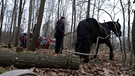 Kinder sehen beim Holzrücken mit Pferd zu | Bild: BR