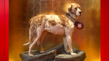 Lawinenhund Barry | Bild: picture-alliance/dpa