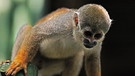 Brasiliens Tierwelt | Bild: picture-alliance/dpa