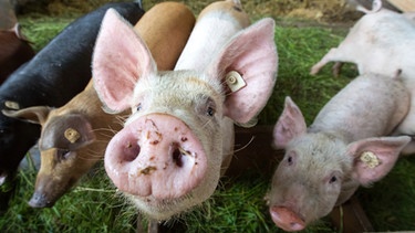 Bio-Schweine | Bild: picture-alliance/dpa