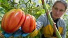 Tomaten | Bild: picture-alliance/dpa