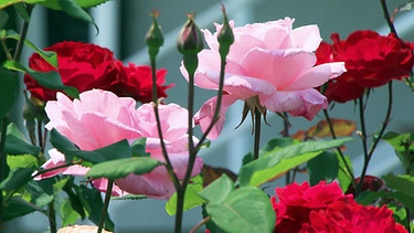 Verschiedene Rosensorten | Bild: BR