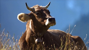 Eine Kuh liegt in der Wiese; im Hintergrund die Allgäuer Berge. | Bild: BR