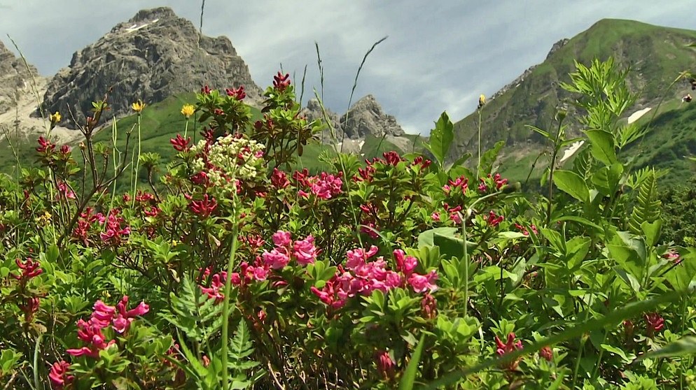 Blumen mit Bergen im Hintergrund | Bild: BR