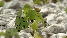 Pflanze im Gries | Bild: Bayerischer Rundfunk