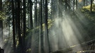 Morgenstimmung im Nationalpark Bayerischer Wald | Bild: BR