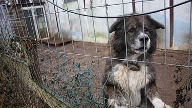 Hund in verdrecktem Zwinger | Bild: Aktion Tier - Menschen für Tiere e.V./Ursula Bauer