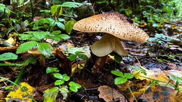 Pilze im Wald | Bild: Sylvia Bentele