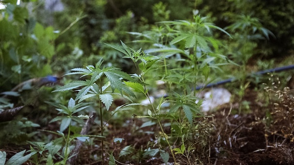 Cannabisanpflanzung | Bild: BR
