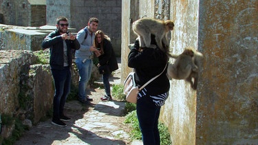 Touristen mit Affen | Bild: BR