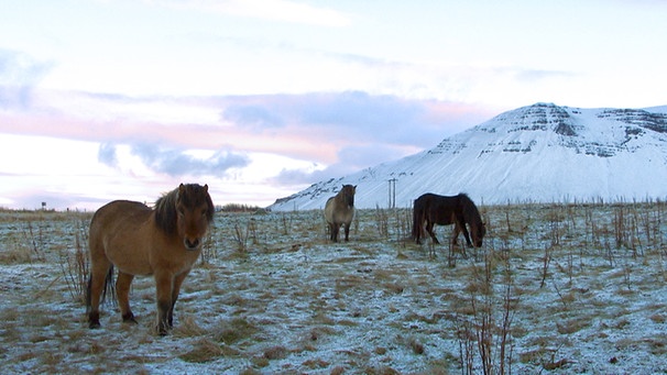 Islandpferde in der Landschaft | Bild: BR