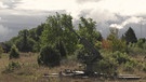 Eine Kanone im Wald von Tofta | Bild: BR